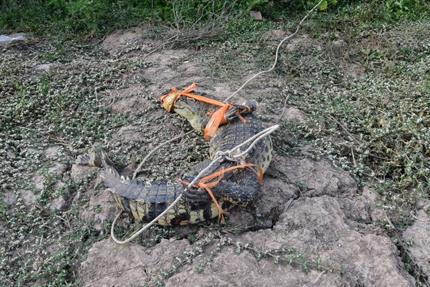 Kiên Giang: Khẩn trương tìm kiếm 4 cá thể cá sấu xổng chuồng