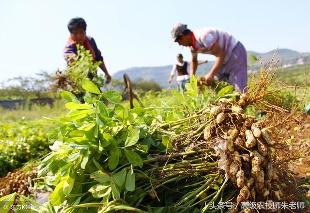 Kỳ lạ nông dân Trung Quốc cứ trồng lạc là giẫm chân lên cây, chuyên gia: Mẹo hay nên làm!