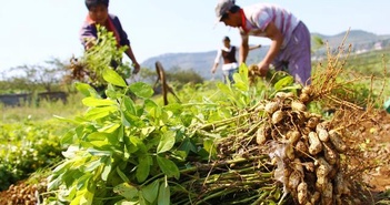 Kỳ lạ nông dân Trung Quốc cứ trồng lạc là giẫm chân lên cây, chuyên gia: Mẹo hay nên làm!