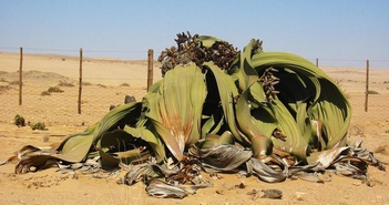 Welwitschia mirabilis: Loài thực vật cổ xưa có khả năng tồn tại hàng nghìn năm