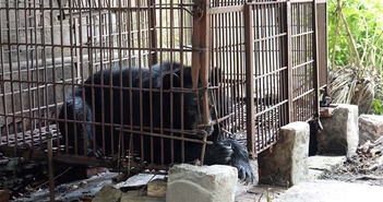 Cứu hộ cá thể gấu cuối cùng tại Hải Dương về ‘ngôi nhà gấu’ Việt Nam