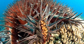 Sao biển gai đe dọa sự tồn tại của san hô khi đại dương ấm lên