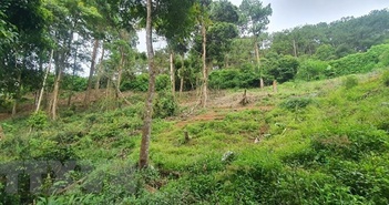 Xử lý nghiêm nhóm đối tượng hành hung nhân viên rừng phòng hộ Đại Ninh