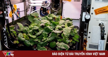 Thiết bị trồng rau dành cho phi hành gia Trung Quốc