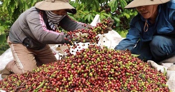 Các nước trồng cà phê quay cuồng với biến đổi khí hậu, Việt Nam cần làm gì?