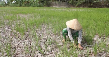 Nông dân châu Á và Việt Nam cần thích ứng trước nhiễm mặn và biến đổi khí hậu