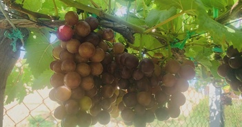 Đây là trái cây giúp kiểm soát lượng đường trong máu Đây là trái cây giúp kiểm soát lượng đường trong máu