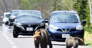 Nhật Bản: Giữa đường phố đô thị, người dân thành mồi của gấu hoang dã