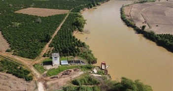 Sạt lở bở sông Krông Nô đe dọa cánh đồng lớn nhất tỉnh Đắk Nông