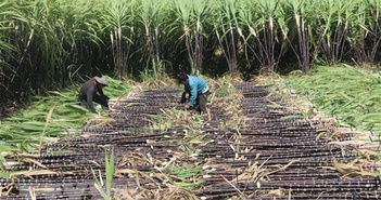 Triều cường dâng cao gây ngập trên tuyến Quốc lộ 1A đoạn qua Bạc Liêu Triều cường dâng cao gây ngập trên tuyến Quốc lộ 1A đoạn qua Bạc Liêu