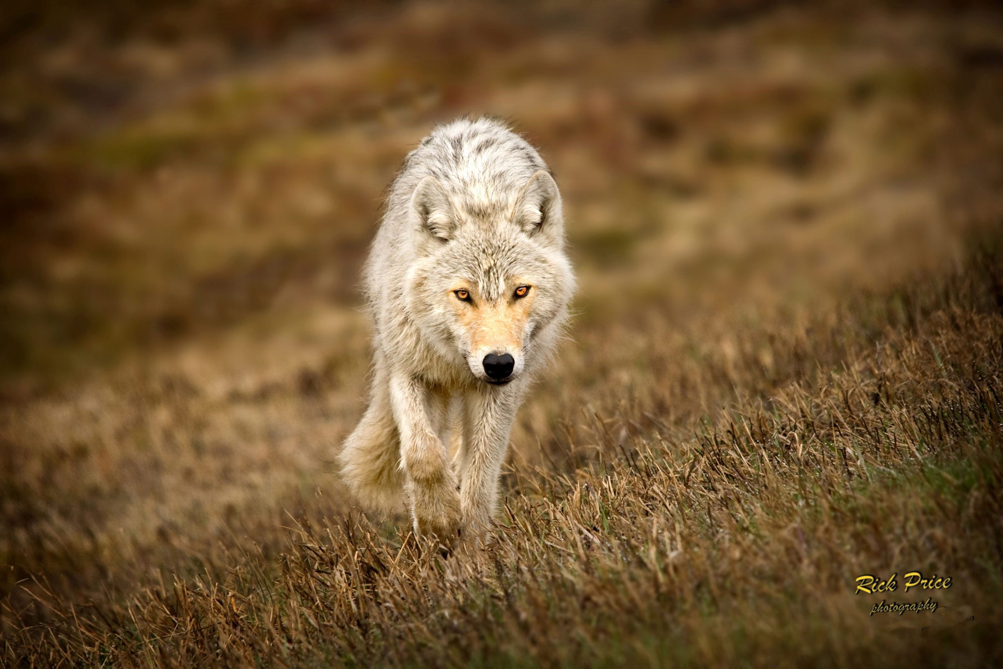 Ứng phó thế nào khi gặp sói ở xứ không người?
