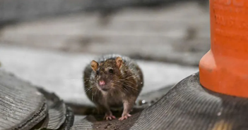 Nghiên cứu mới cho thấy chuột cũng biết tưởng tượng như người