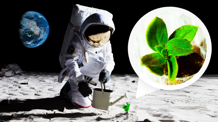 Các nhà khoa học trồng thành công cây trên Mặt Trăng nhờ vi khuẩn Trái Đất