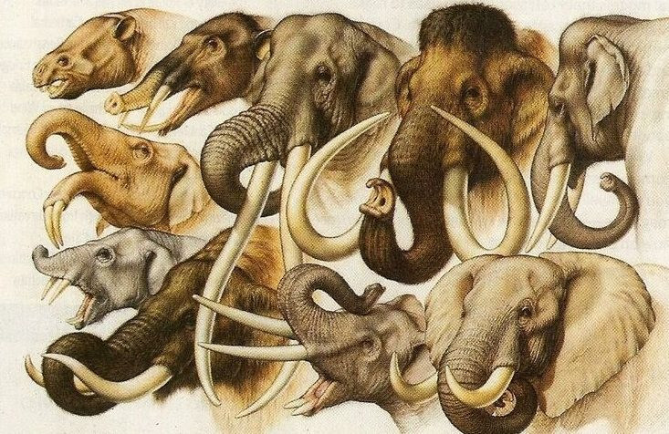 Răng của voi đã kịp thích nghi với biến đổi khí hậu như thế nào?