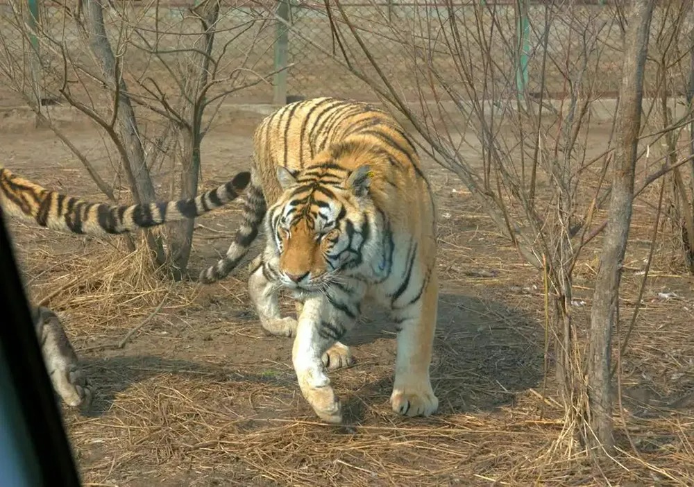 Lý do vào mùa đông hổ Siberia thường xuyên xuống núi tìm kiếm thức ăn