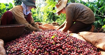 Tin tức kinh tế ngày 23/11: Sản lượng cà phê sụt giảm mạnh