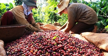 Tin tức kinh tế ngày 23/11: Sản lượng cà phê sụt giảm mạnh Tin tức kinh tế ngày 23/11: Sản lượng cà phê sụt giảm mạnh