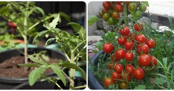Cách trồng cà chua trong chậu sai trĩu quả