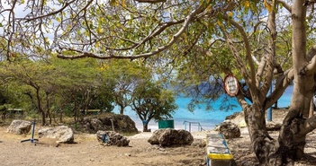 Manchineel - loài cây nguy hiểm nhất thế giới Manchineel - loài cây nguy hiểm nhất thế giới