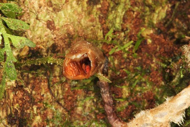 Phát hiện loài lan xấu nhất thế giới trong rừng Madagascar