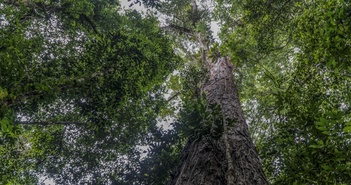 Các nhà khoa học lần đầu chạm vào cây cao nhất trong rừng Amazon