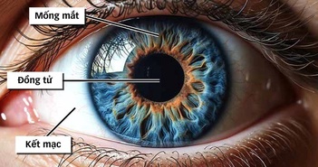 Tại sao mống mắt được thu thập làm dữ liệu căn cước