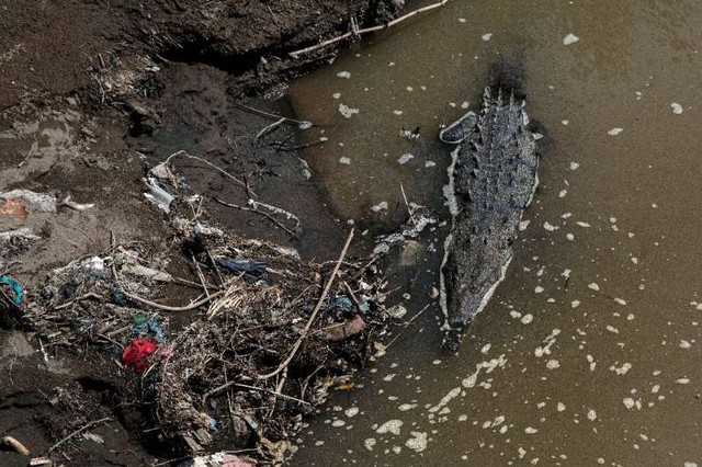 'Bí mật' giúp cá sấu có thể sinh sôi mạnh mẽ tại con sông siêu ô nhiễm chứa tới 150 triệu loài vi khuẩn