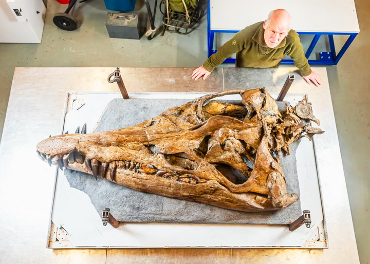 Phát hiện hộp sọ hoàn hảo của quái vật biển khổng lồ ở bờ biển kỷ Jura