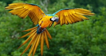 Peru trở thành quốc gia số loài chim đa dạng nhất thế giới