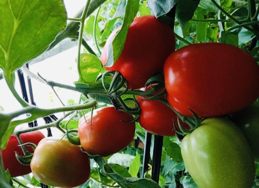 Ăn nhiều cà chua có thể giúp ngăn ngừa và kiểm soát huyết áp cao