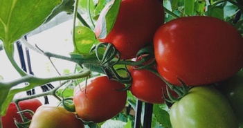Ăn nhiều cà chua có thể giúp ngăn ngừa và kiểm soát huyết áp cao