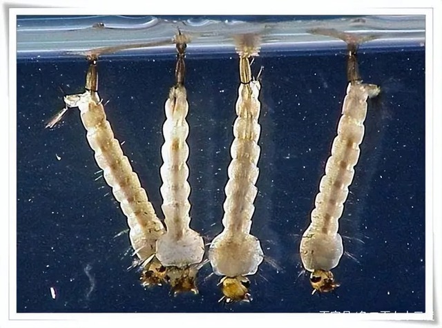 Bí ẩn về những ấu trùng muỗi đột biến gen để có thể sống sót trong nước mặn!