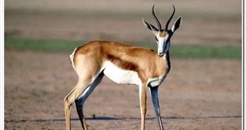 Tại sao linh dương lại được coi là vị vua của vườn thú? Tại sao linh dương lại được coi là vị vua của vườn thú?