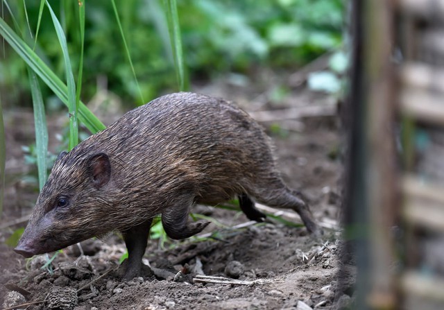 Lợn Pygmy: Loài lợn nhỏ nhất hành tinh, với chỉ 150 con còn tồn tại bên ngoài tự nhiên