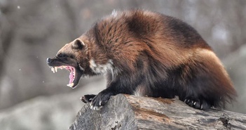 Chồn sói wolverine tại Nội Mông: Loài vật siêu hung dữ, có khả năng săn con mồi có kích thước lớn gấp sáu lần kích thước của chính nó!