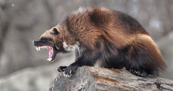 Chồn sói wolverine tại Nội Mông: Loài vật siêu hung dữ, có khả năng săn con mồi có kích thước lớn gấp sáu lần kích thước của chính nó! Chồn sói wolverine tại Nội Mông: Loài vật siêu hung dữ, có khả năng săn con mồi có kích thước lớn gấp sáu lần kích thước của chính nó!
