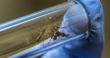 Tại sao Hoa Kỳ lại thả 2,4 tỷ con muỗi biến đổi gen ra bên ngoài môi trường?