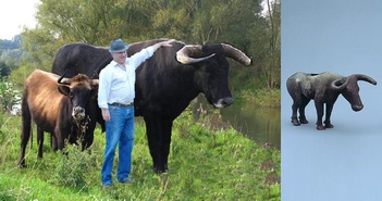 Hồi sinh một loài cổ xưa: Đưa bò rừng châu Âu thoát khỏi sự tuyệt chủng