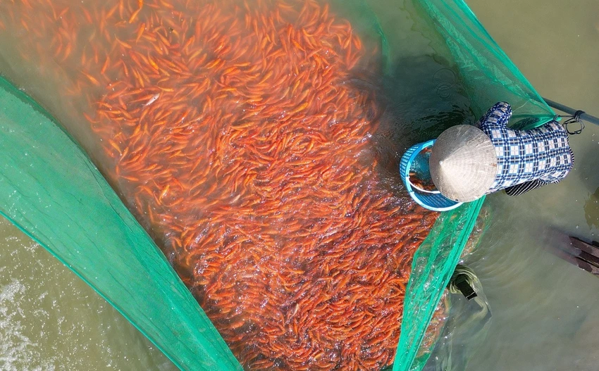 'Thủ phủ' cá chép ở Đồng Nai nhộn nhịp trước ngày cúng ông Công, ông Táo