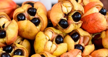Những loại trái cây kỳ lạ nhất trên hành tinh của chúng ta! Những loại trái cây kỳ lạ nhất trên hành tinh của chúng ta!