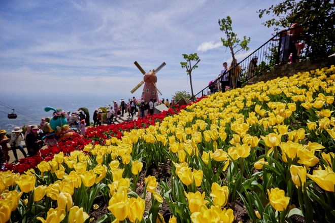 Hàng vạn bông hoa tulip bung nở, hứa hẹn mang tới những góc check-in cho du khách