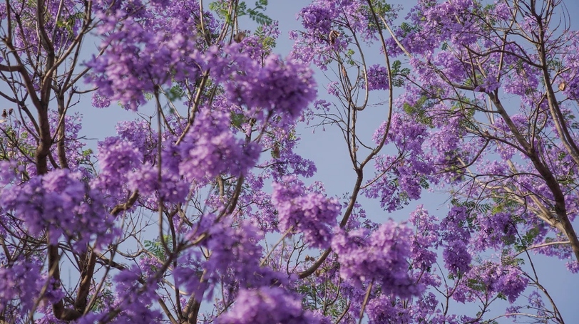 Hoa phượng tím ở Mexico nở sớm do biến đổi khí hậu