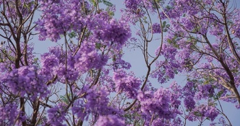 Hoa phượng tím ở Mexico nở sớm do biến đổi khí hậu Hoa phượng tím ở Mexico nở sớm do biến đổi khí hậu