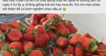Dâu tây Mộc Châu về chợ, làm sao để mua được hàng chuẩn? Dâu tây Mộc Châu về chợ, làm sao để mua được hàng chuẩn?
