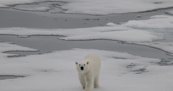 Bắc Cực gần như không còn băng chỉ trong 10 năm tới