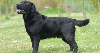 Chó tha mồi Labrador có một gen kỳ lạ, khiến chúng lúc nào cũng đói và dễ béo Chó tha mồi Labrador có một gen kỳ lạ, khiến chúng lúc nào cũng đói và dễ béo