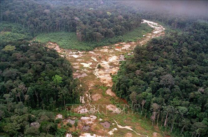 Nhiều khu vực của 'lá phổi xanh' Amazon có nguy cơ không thể phục hồi