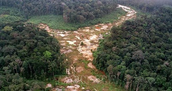 Nhiều khu vực của 'lá phổi xanh' Amazon có nguy cơ không thể phục hồi
