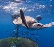 Bước đi lịch sử trong bảo vệ đa dạng sinh học đại dương