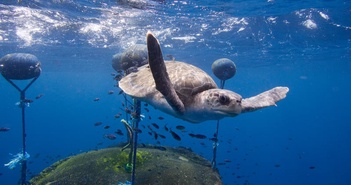 Bước đi lịch sử trong bảo vệ đa dạng sinh học đại dương